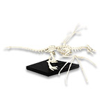 Skyrim Skeletal Dragon Kit